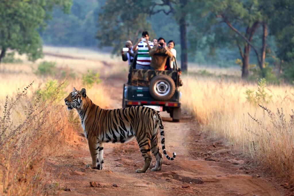 Himanshu Bagde best Tiger Safari in India in Indian National Park - Wandering Maya after her first litter in Junlge