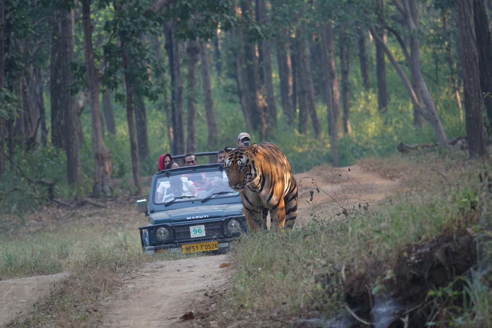 Himanshu Bagde best Tiger Safari in India in Indian National Park - tiger shitting