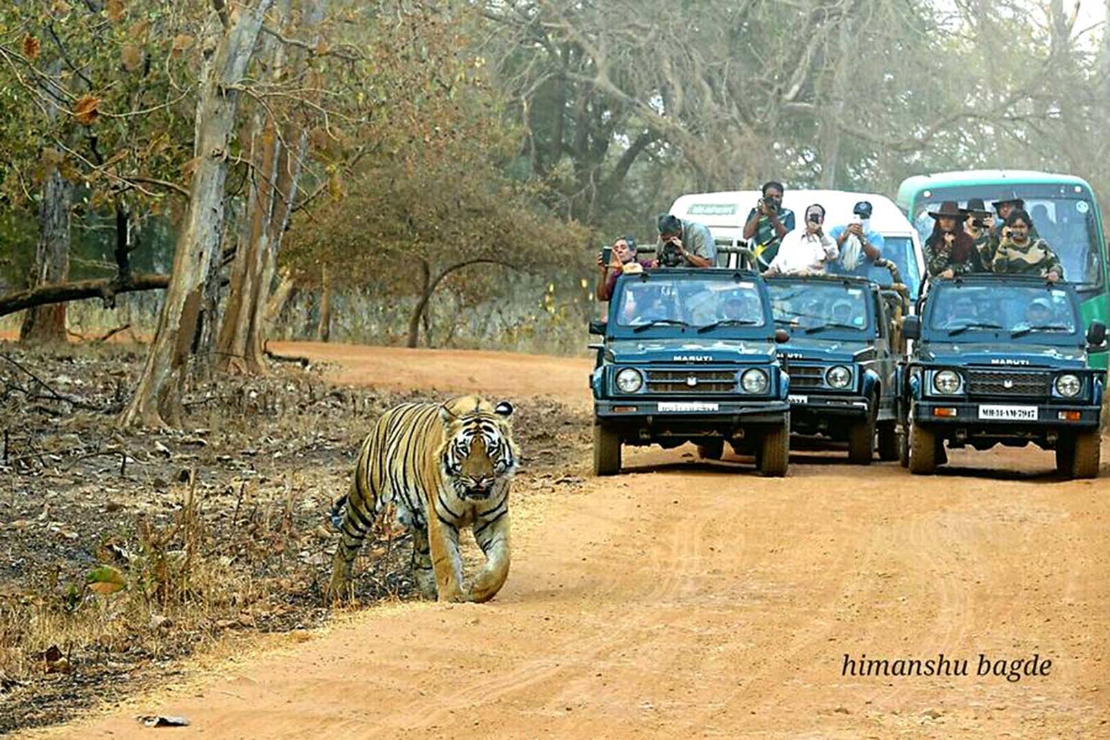 Himanshu Bagde best Tiger Safari in India in Indian National Park - tiger walking on dirt road in Jungle