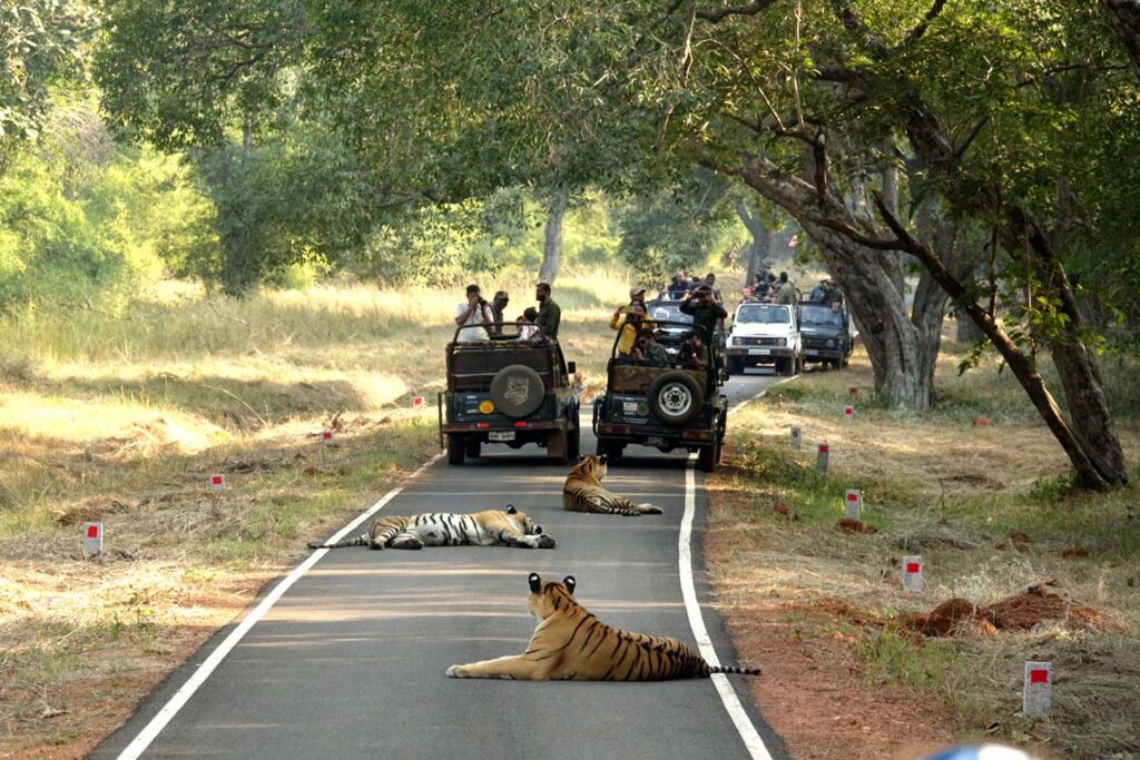 Himanshu Bagde best Tiger Safari in India in Indian National Park - tigers sleeping on road