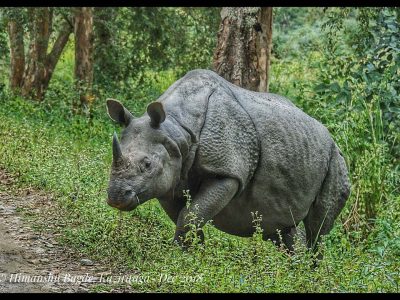 Safari Bookings for Kaziranga National Park with Himanshu Bagde